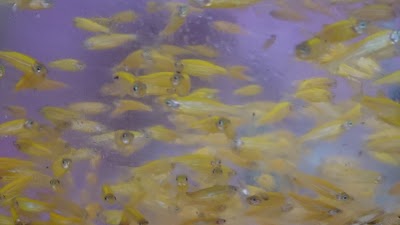 Photos of wasana ornamental fish farm