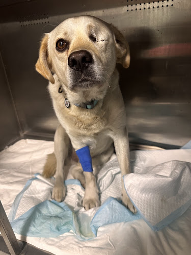 Ветеринарна клініка “Вуса-Лапи-Хвіст”