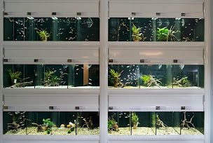 Photo n°12 de Aquarilis Paris à Carrières-sur-Seine (Magasin de poissons tropicaux)