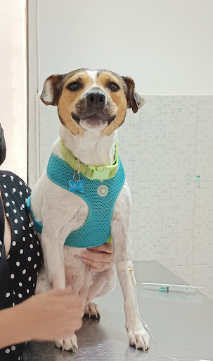 Pet's Medical Center - Thumbnail