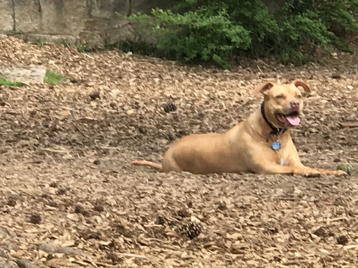 Glenlake Dog Park - Thumbnail
