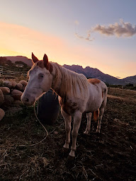 Photo n°11 de MG ranch à Calenzana (Loueur de chevaux)