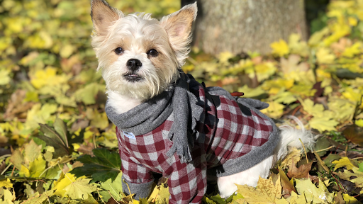Ruff Stitched - Visual