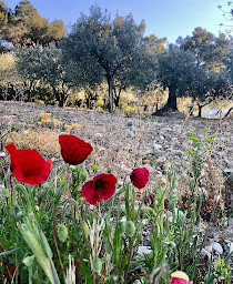 Photo n°43 de Mas Christiane à Buis-les-Baronnies (Chambre d'hôtes)