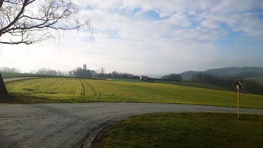 Baummarterl - Visual
