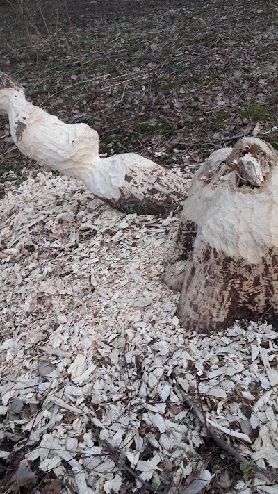 Photos of Žuvų mailius įžuvinimui