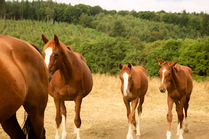 Photo n°34 de Cabane Perchée de Luxe avec Spa de Chateau de Memanat à Chavanat (Chambre d'hôtes)