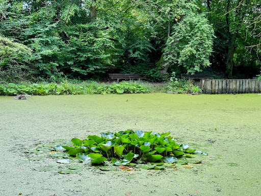 Small pond - Thumbnail