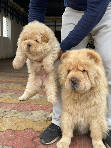 Show Quality Chow Chow puppy available in Lucknow for more details please call or whatsapp me.. post image