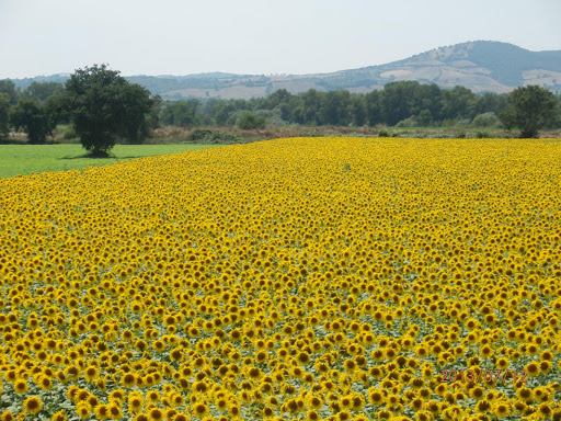 Tuscany Farm Holiday Grosseto - Oasi del Pianettino - Thumbnail