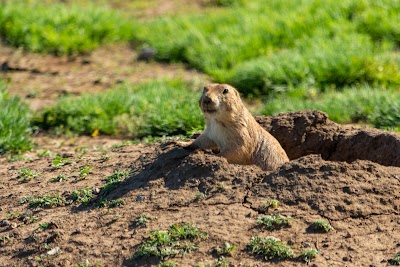 Prairie Dog Town