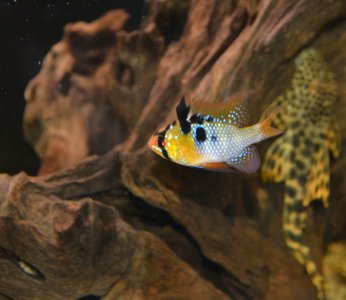 Akvariestugan - Visual
