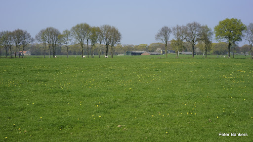 Stichting Vlooienmarkt Deurne (S.V.D.)