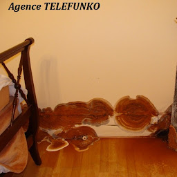 Photo n°13 de Agence Telefunko à Sommervieu (Service d'extermination des nuisibles)