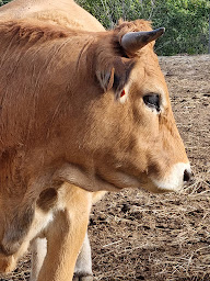 Photo n°11 de La ferme de laeticia à Laurac (Éleveur)