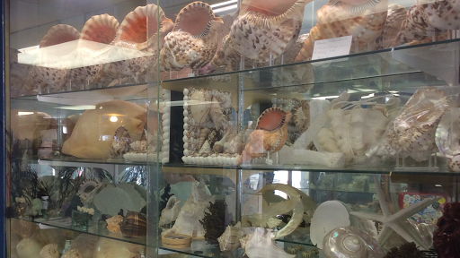 Discovery Seashell Museum - Visual