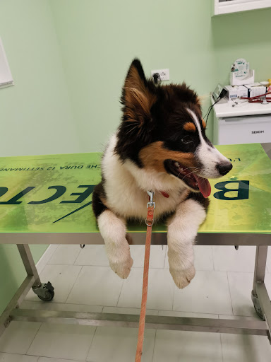 Ambulatorio Veterinario S. Agostino - Thumbnail