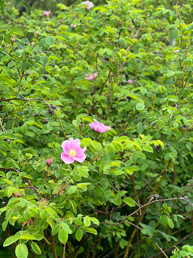 Delbert Hunter Arboretum and Botanical Garden - Thumbnail