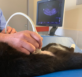 Photo n°5 de Clinique Vétérinaire Saint Roch à Lavaur (Magasin d'articles pour animaux)