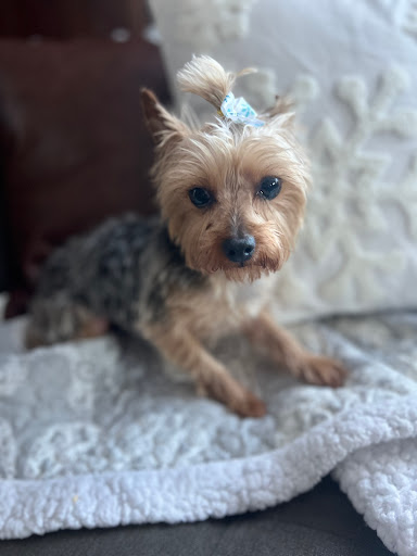 Buddy and Go-Go's Grooming and Bakery, LLC Gallery - United States