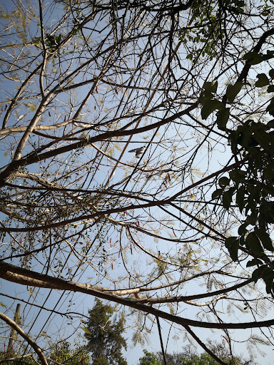 Nazas-Cazones Park - Thumbnail