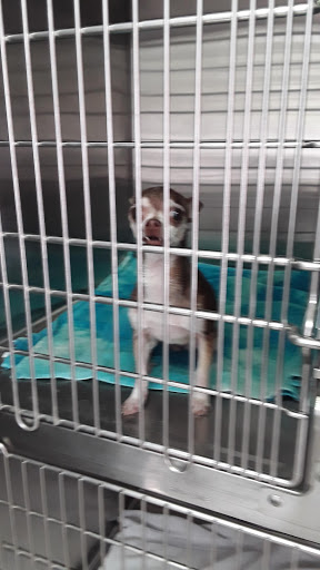 Clínica Veterinaria Santaella - Thumbnail