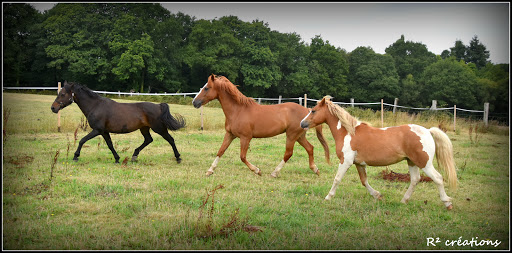 Pony Club De Guidel - Thumbnail
