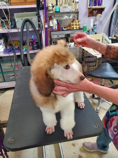 Foxylox Pet Grooming - Thumbnail