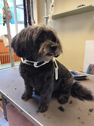 Photo n°22 de Canin'Altitude à Hauts de Bienne (Toiletteur)