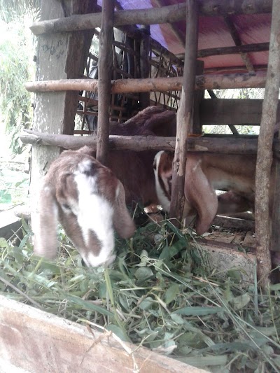 Photos of Peternakan Kambing Aqiqah