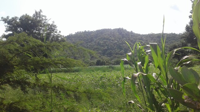 Cascade de Dindefelo