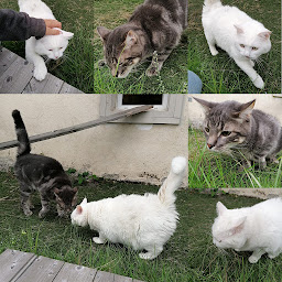 Photo n°8 de Le Monde des Zou'pets Pension chiens, chats et NAC à Varennes-sur-Allier (Pension pour chiens)