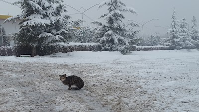 Photos of Park-e-Jangali