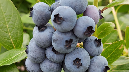 Otway Blueberries - Thumbnail