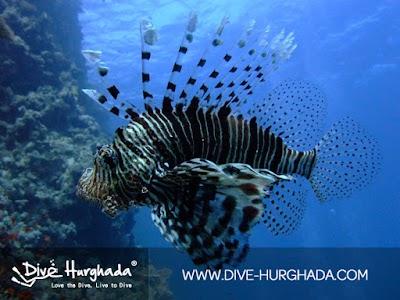 Photos of Dive Hurghada