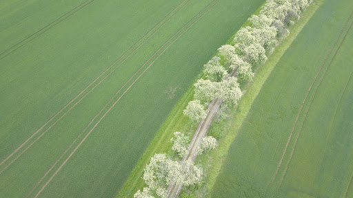 Mehlbeerbaum Allee - Visual