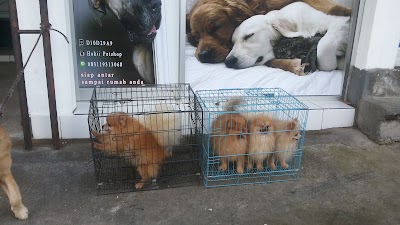 Photos of Hokii Petshop