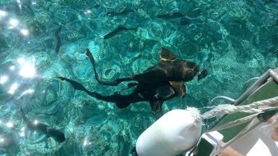 photo of Gumbo Limbo