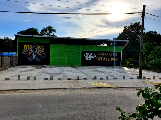 Gold Gym the Big Dog - Thumbnail