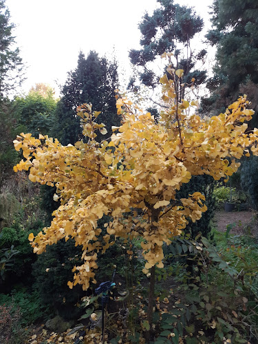 Kiss Díszfaiskola - Nagykálló