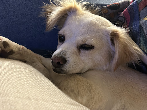 Pacific Pet Hospital - Thumbnail