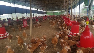 Photos of khadka krishi poultry farm