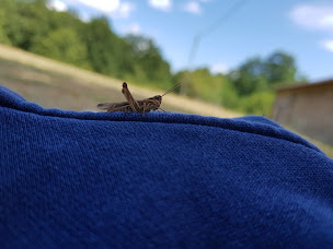 Photo n°28 de Château le Verdoyer - Camping, Chambres d'hôtes, Restaurant et Bar à Champs-Romain (Restaurant)