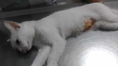 veterinary-care