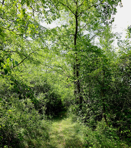 Flatrock Creek Wilderness Area - Thumbnail