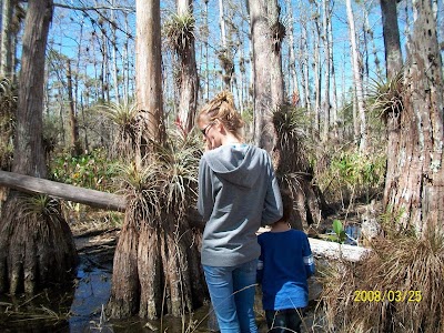 Photos of Big Cypress Swamp Buggy Tours
