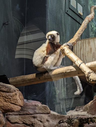 Primate House - Visual