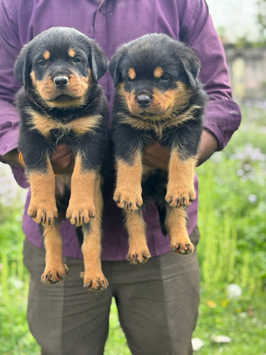 Rottweiler puppies available in Lucknow (alambagh)for more details please call or whatsapp me. post image