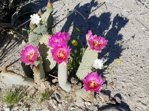 Coyote Canyon Wildflowers Spot Gallery - United States