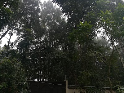Photos of তুলির এলাকা